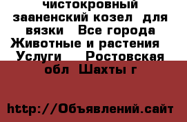 чистокровный зааненский козел  для вязки - Все города Животные и растения » Услуги   . Ростовская обл.,Шахты г.